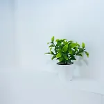 Apartman Summer Kosz